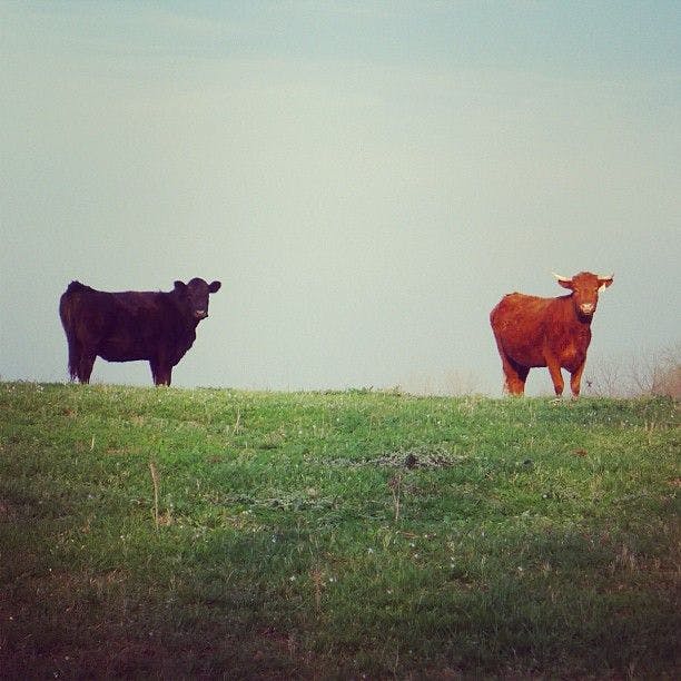 A black and a red cow standing at the top of a green hill.