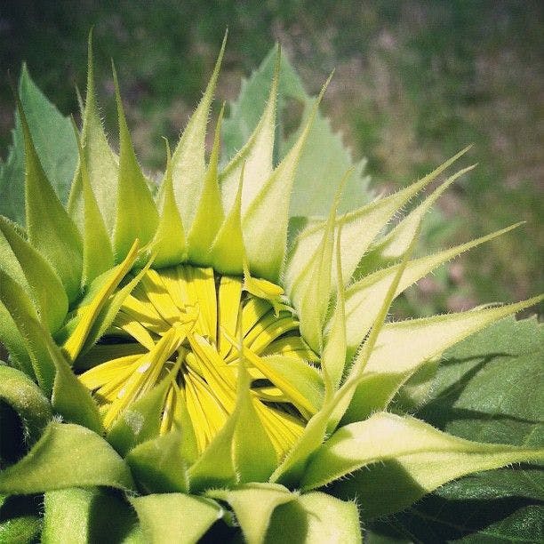 Macro photograph of a budding sunflower.